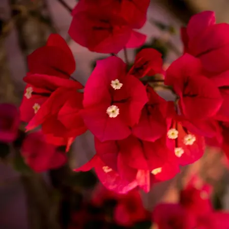 Casa D'alma 몬시크