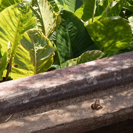 Casa D'alma Monchique