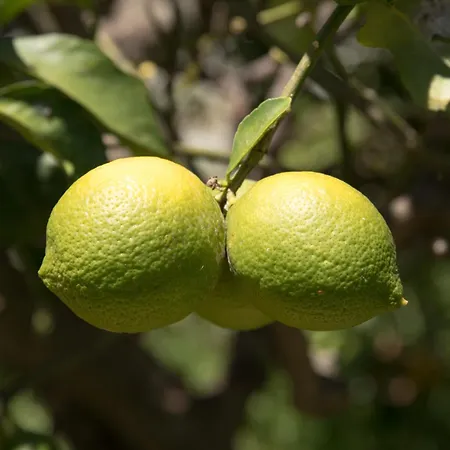 Casa D'alma Panzió Monchique