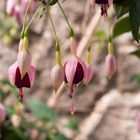 Casa D'alma Panzió 4*