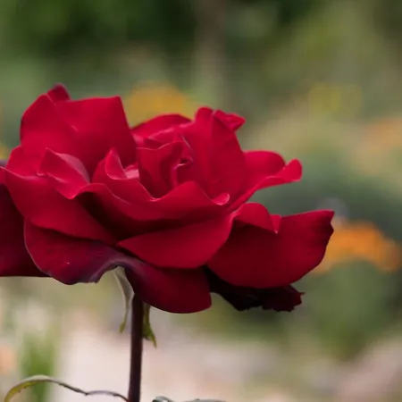 Casa D'alma 4* Monchique