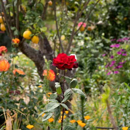 Casa D'alma Panzió Monchique