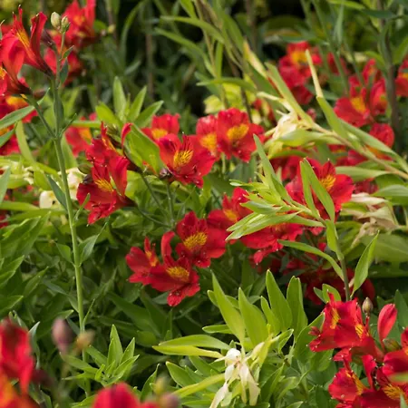 Casa D'alma Panzió 4*