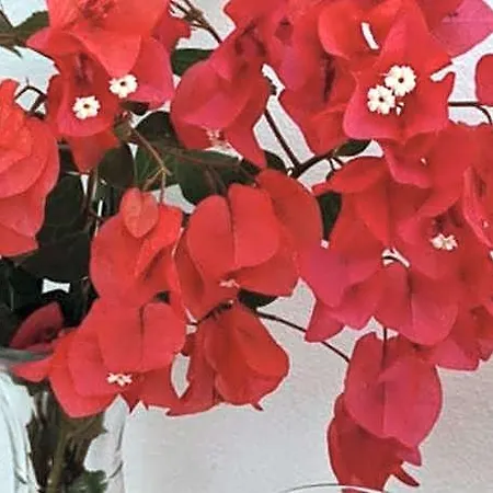Casa D'alma فندق مبيت وإفطار