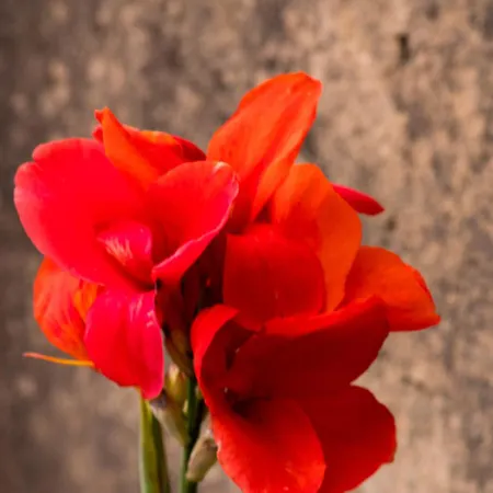 Casa D'alma Bed & Breakfast