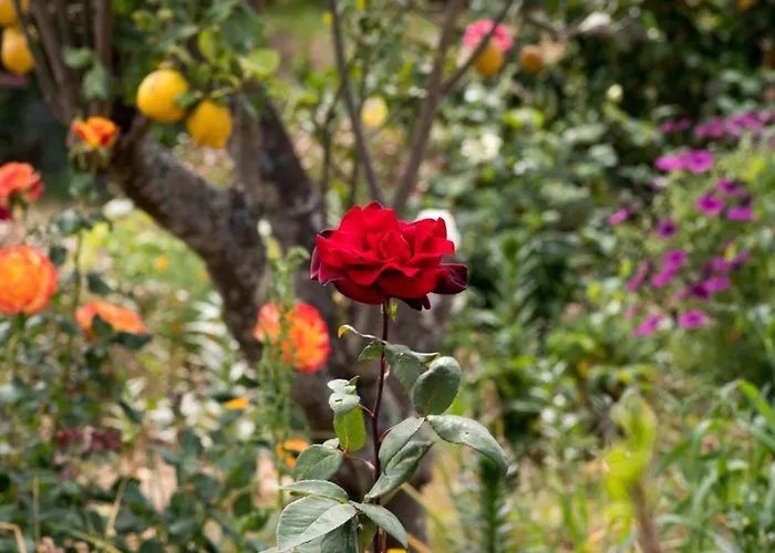 Casa D'alma Frühstückspension Monchique